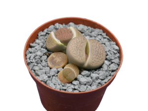 Lithops sp.