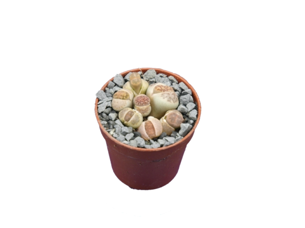 Lithops sp.