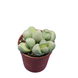 Pleiospilos nelii