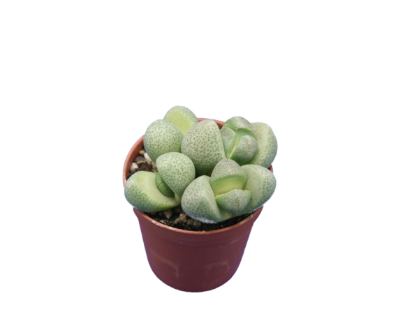 Pleiospilos nelii