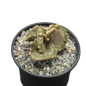 Geohintonia mexicana cristata