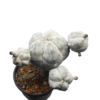 Astrohytum myriostigma cv. Onzuka
