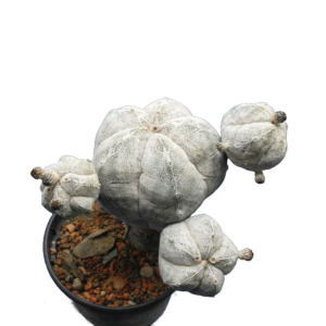Astrohytum myriostigma cv. Onzuka