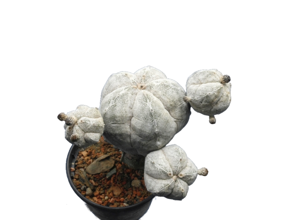 Astrohytum myriostigma cv. Onzuka
