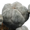 Astrophytum myriostigma cv. Onzuka – Bild 2
