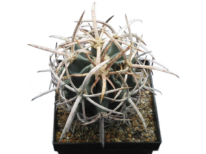 Echinocactus polycephalus