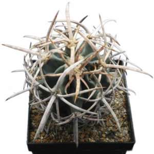 Echinocactus polycephalus