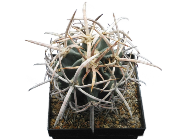 Echinocactus polycephalus