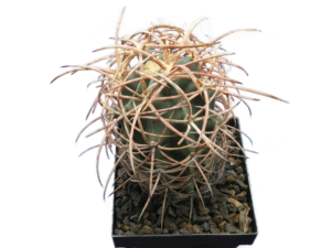 Echinocactus polycephalus