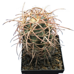 Echinocactus polycephalus