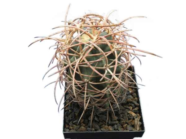 Echinocactus polycephalus