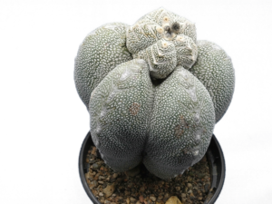 Astrophytum myriostigma cv. Onzuka