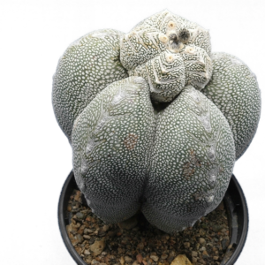 Astrophytum myriostigma cv. Onzuka