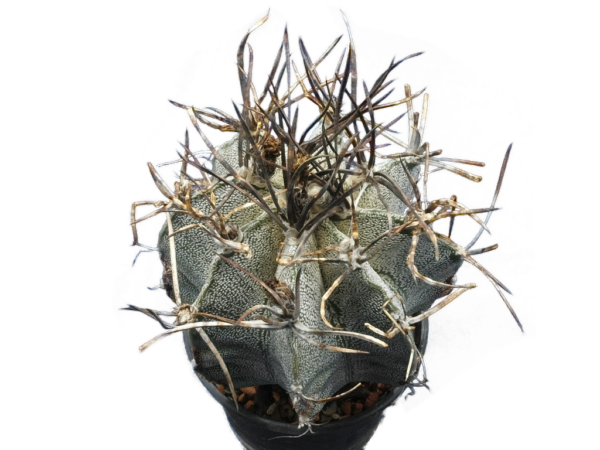 Astrophytum capricorne