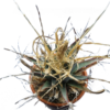 Leuchtenbergia principis