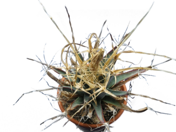 Leuchtenbergia principis