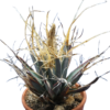 Leuchtenbergia principis – Bild 2