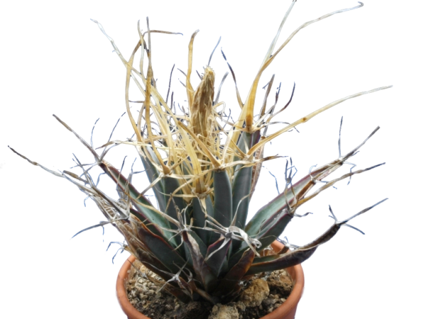 Leuchtenbergia principis – Bild 2