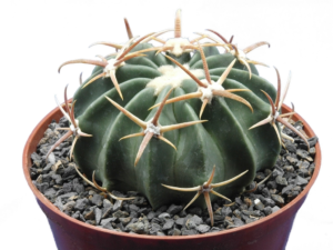 Echinocereus texensis