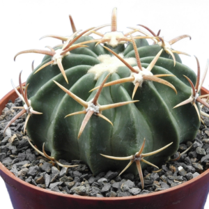 Echinocereus texensis