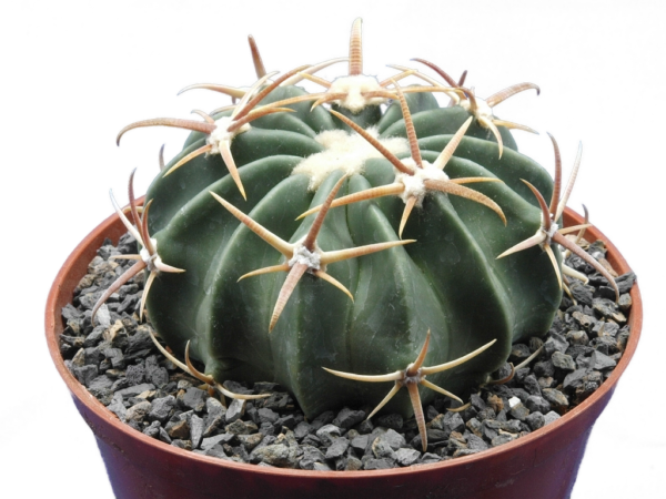 Echinocereus texensis