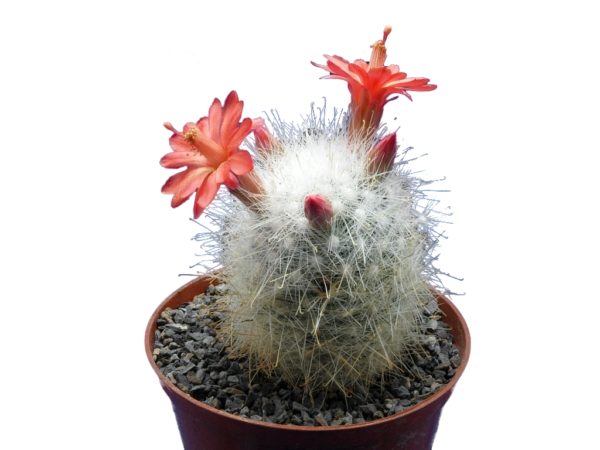 Mammillaria senilis