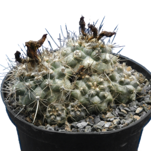 Copiapoa humilis