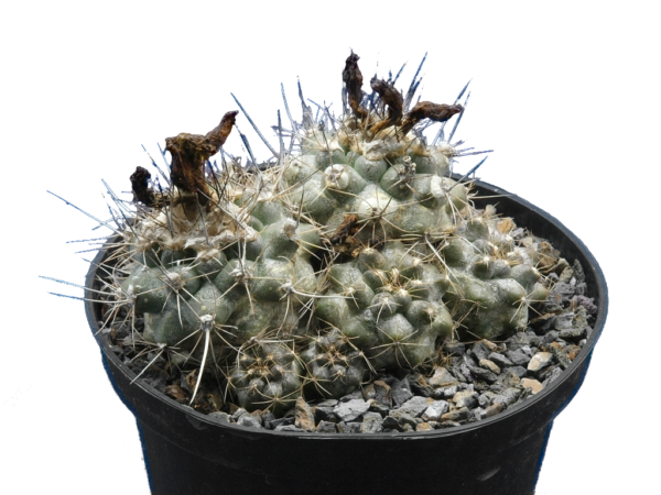 Copiapoa humilis