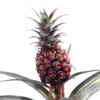 Ananas comosus, rote Zierform – Bild 2