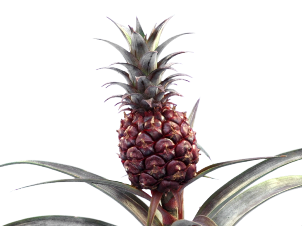 Ananas comosus, rote Zierform – Bild 2