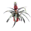 Ananas commosus