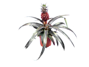 Ananas commosus