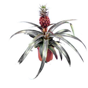 Ananas commosus