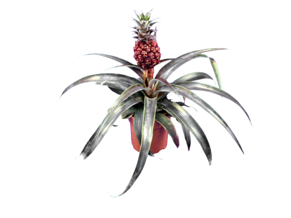 Ananas commosus