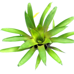 Bromelien