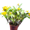Cattleya sp. – Bild 3