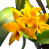 Orchidee
