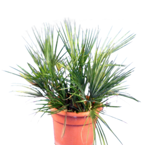 Chamerops humilis