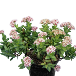 - Crassula