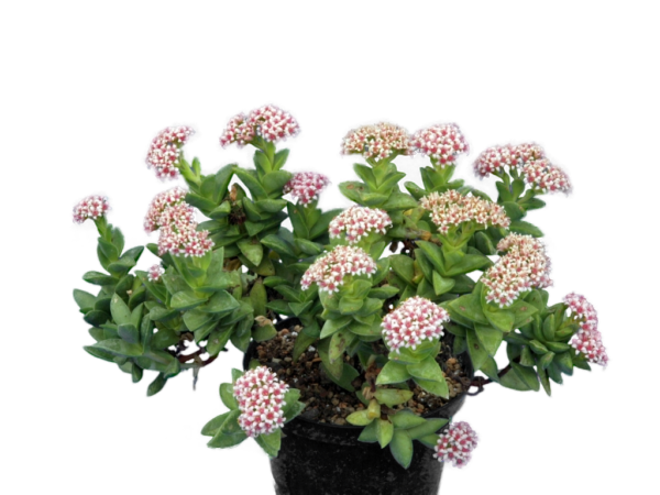 Crassula perforata 'Springtime'