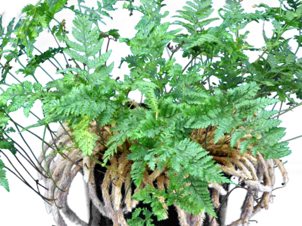 Davallia bullata – Bild 2