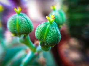 seed pots