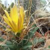 Leuchtenbergia principis – Bild 6