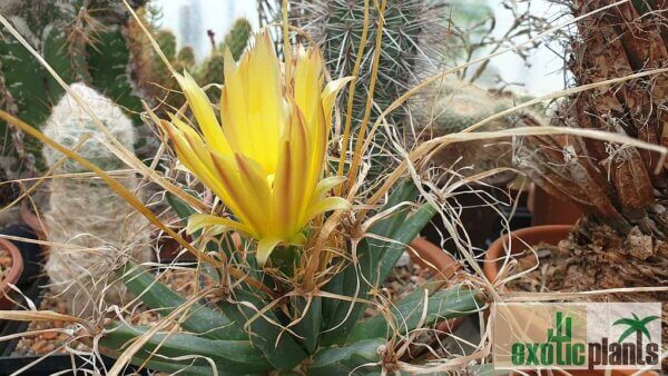 Leuchtenbergia principis – Bild 6