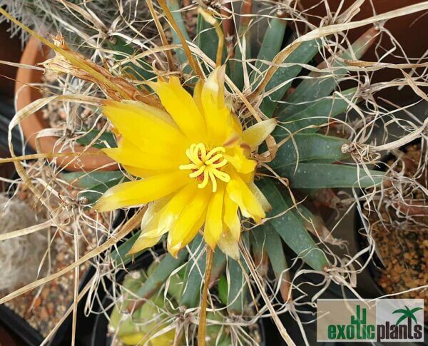 Leuchtenbergia principis – Bild 5