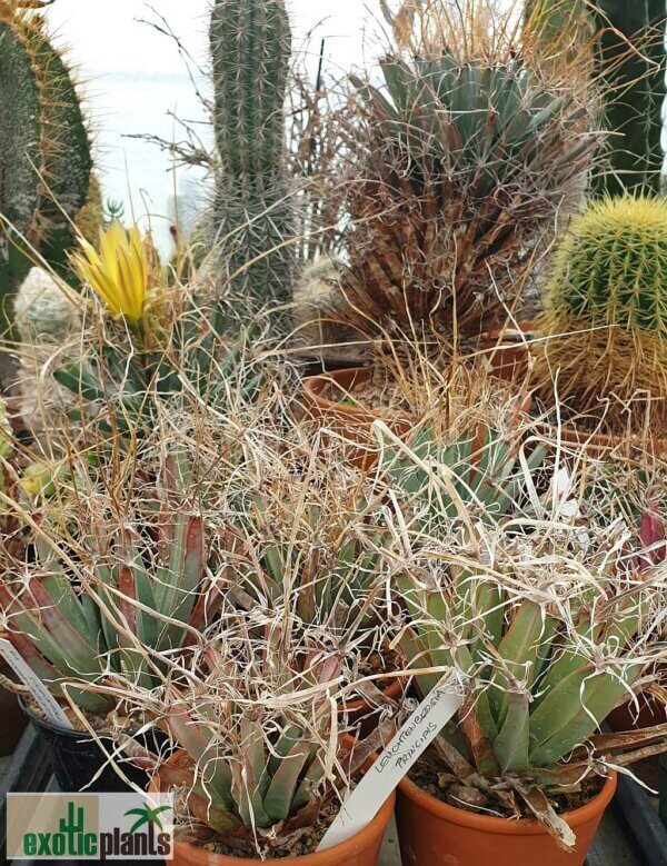 Leuchtenbergia principis – Bild 4