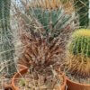 Leuchtenbergia principis – Bild 3