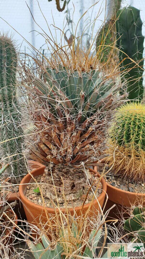 Leuchtenbergia principis – Bild 3