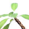Myrmecodia tuberosa – Bild 2