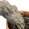 Myrmecodia tuberosa – Bild 3
